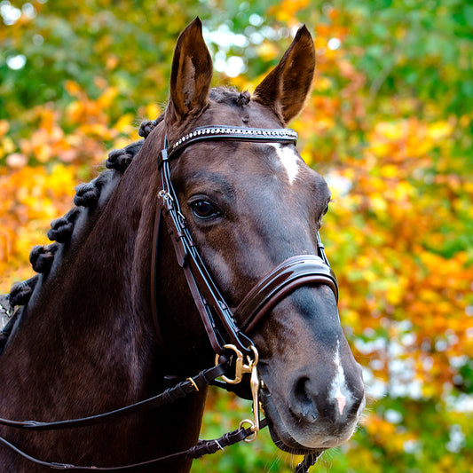 KANDARTRÄNS Cob